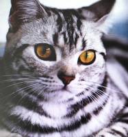 Didier FAES - DIDIER FAES